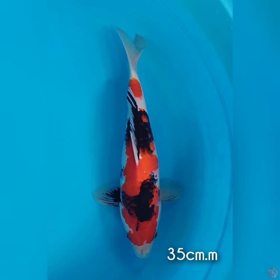 showa 36cm