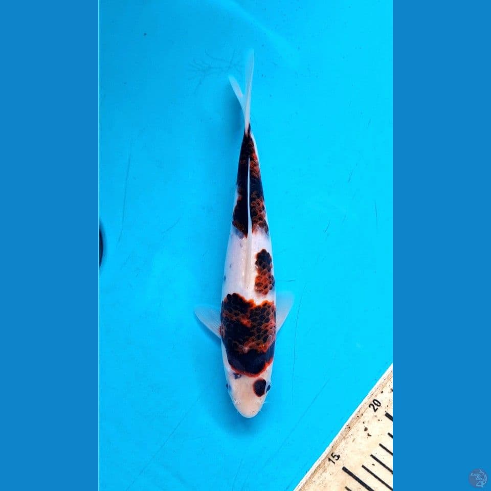 Goromo 24cm Male