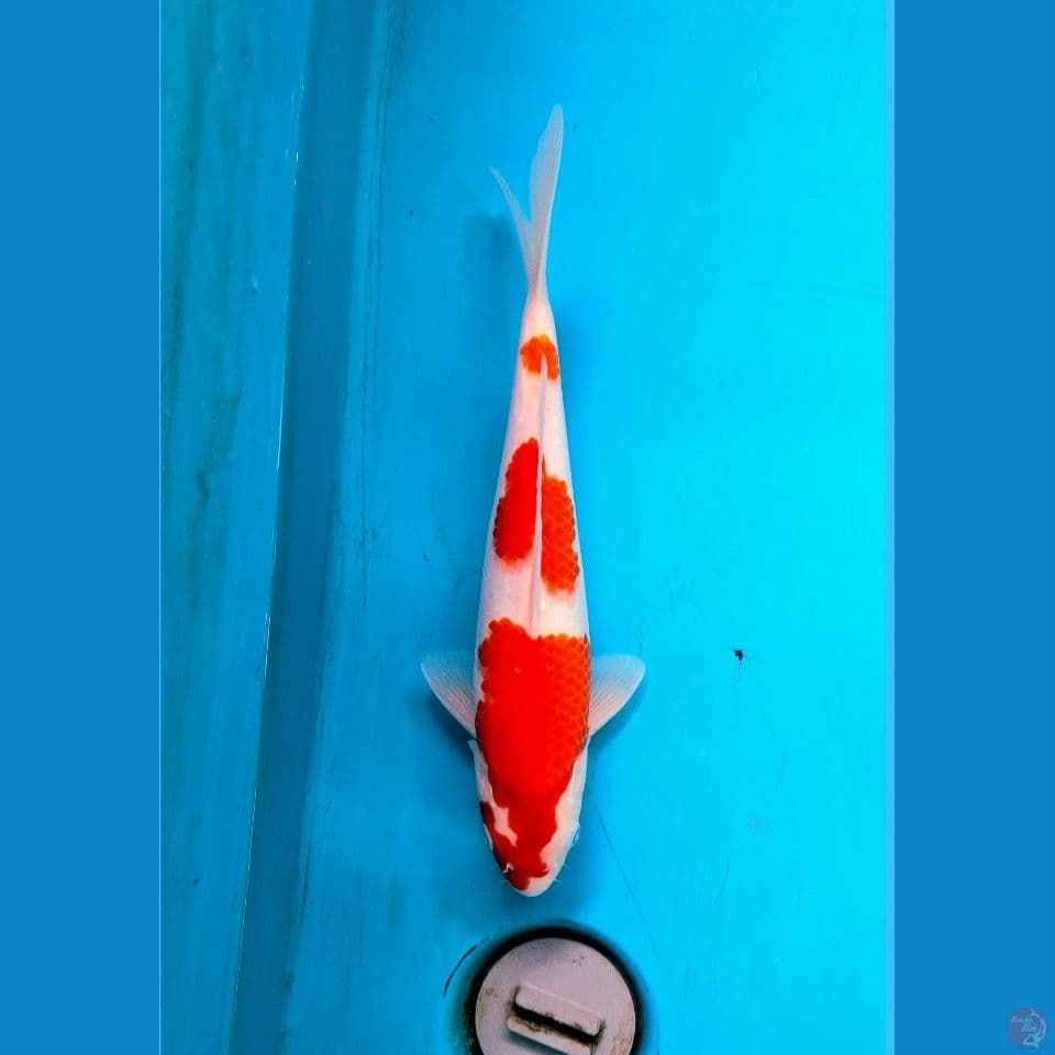 Sandan Kohaku 30cm Male