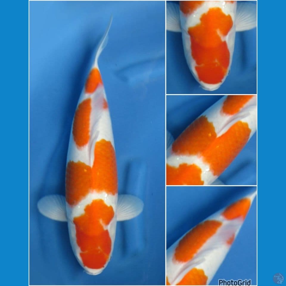 46cm - Kohaku akf