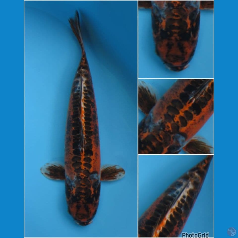 43cm - benikikoryu