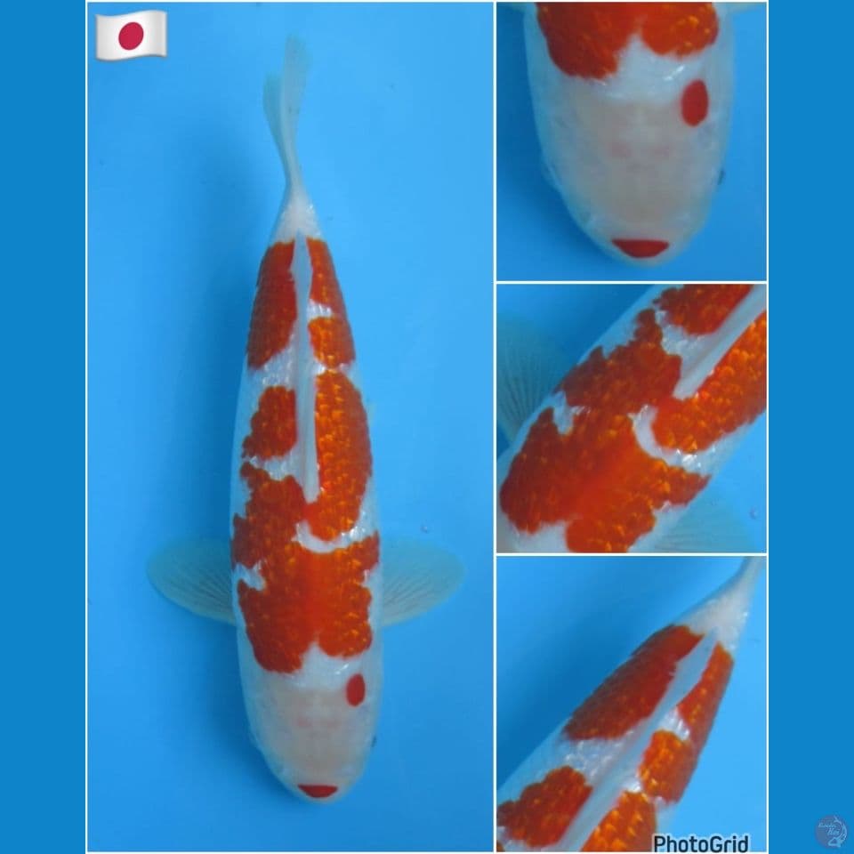 33cm - Kohaku gindrin import serti