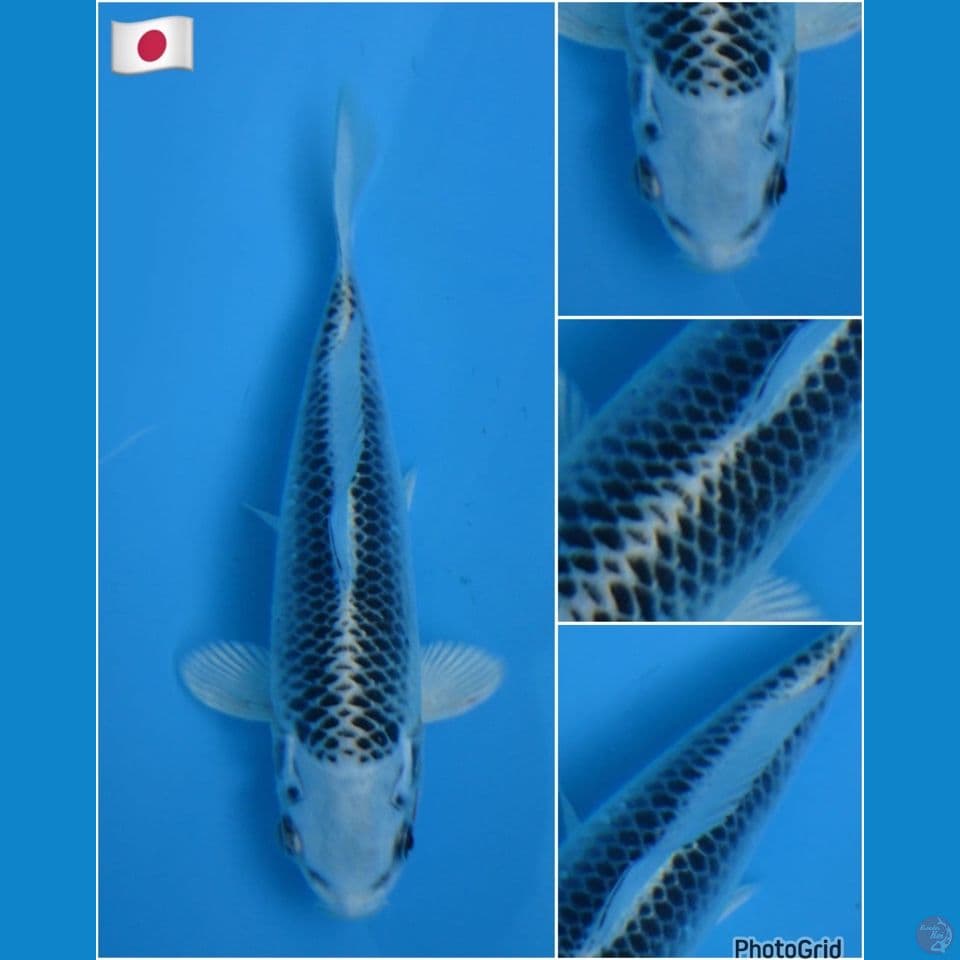 17cm - matsuba import