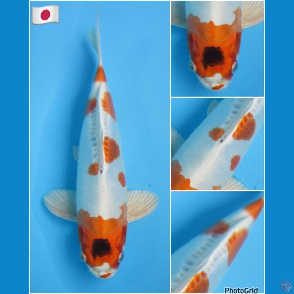 28cm - benikiko imporrt serti