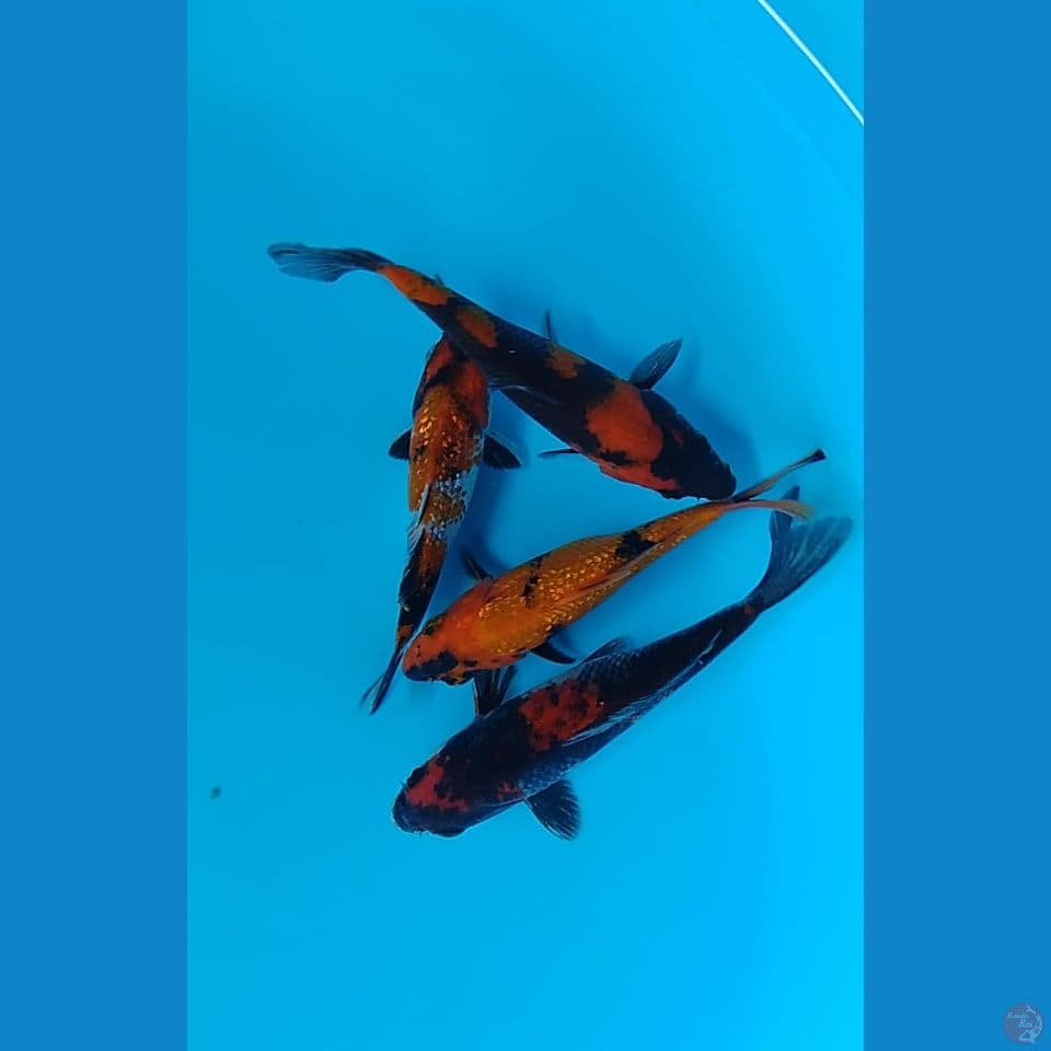 showa bahan kep : 15cm