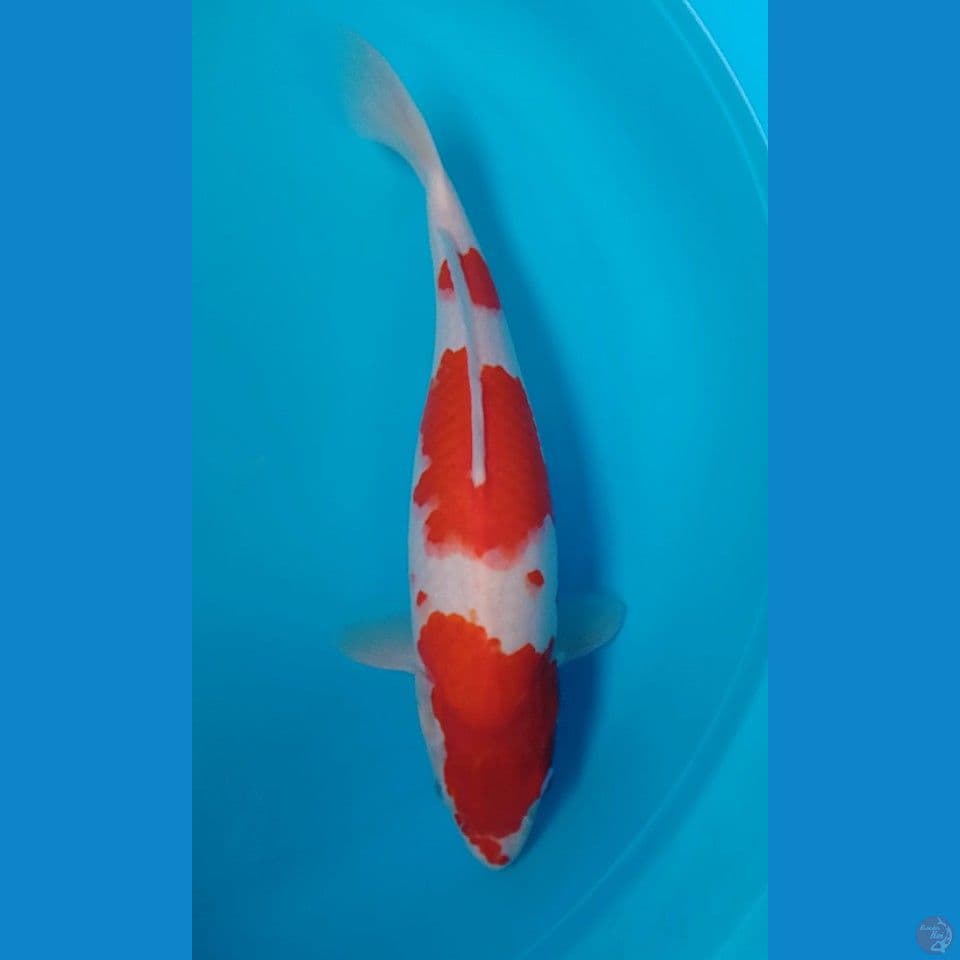 kohaku calon : 41cm