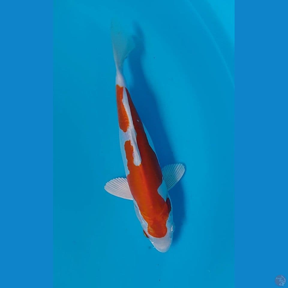 hikari doitsu: 28cm