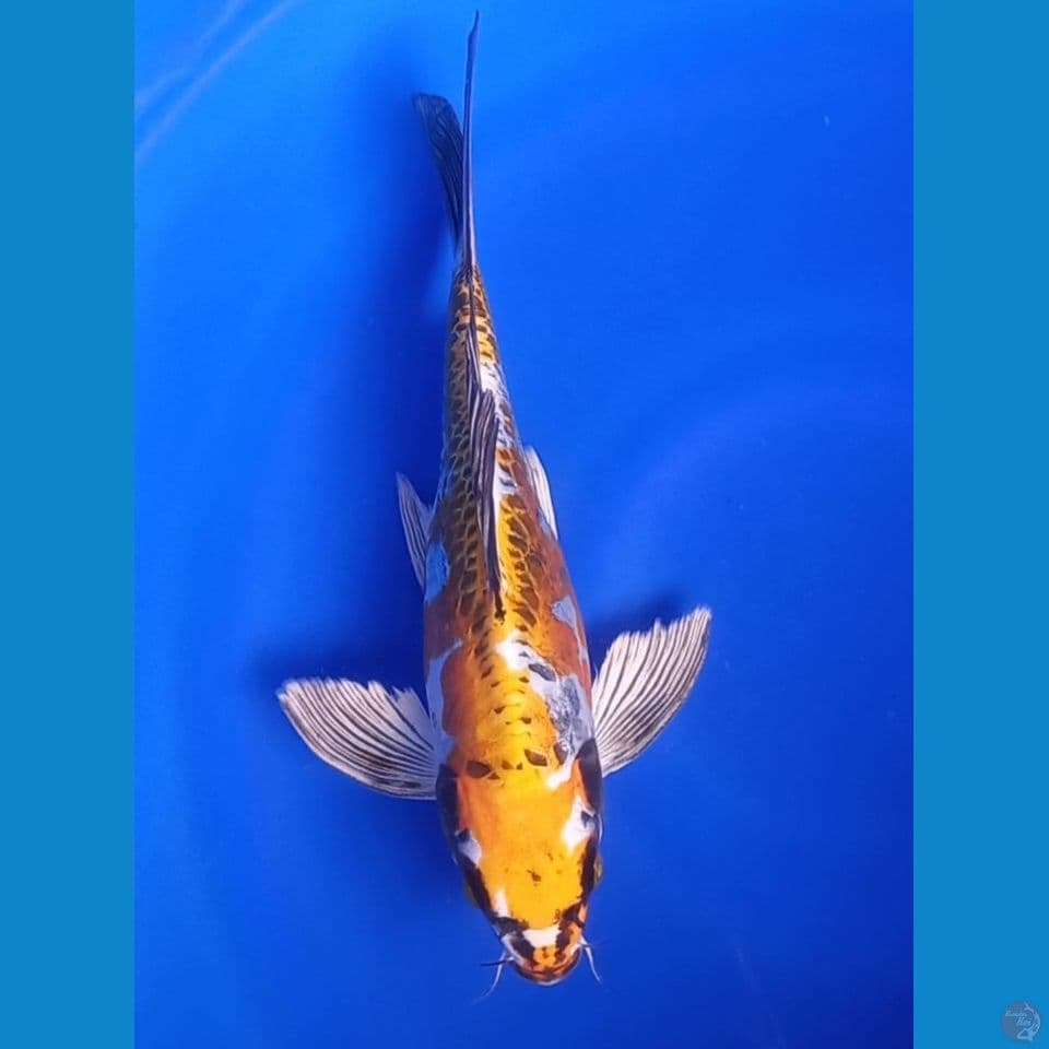 KUMPAY KIN KIKOKURYU 29CM