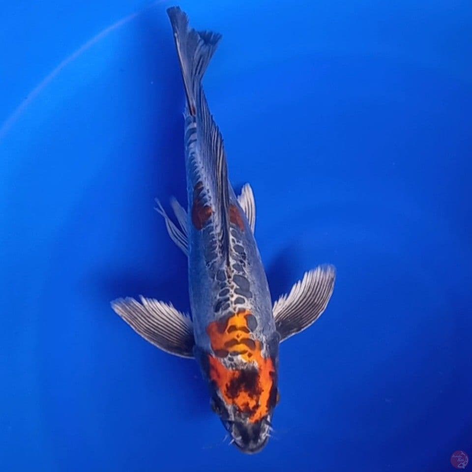 KUMPAY BENI KIKOKURYU 30CM