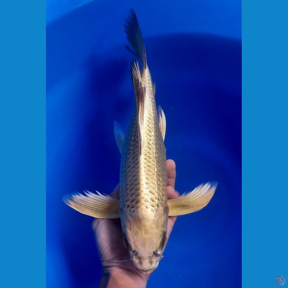 MUKASHI GOLD GINRIN 39CM