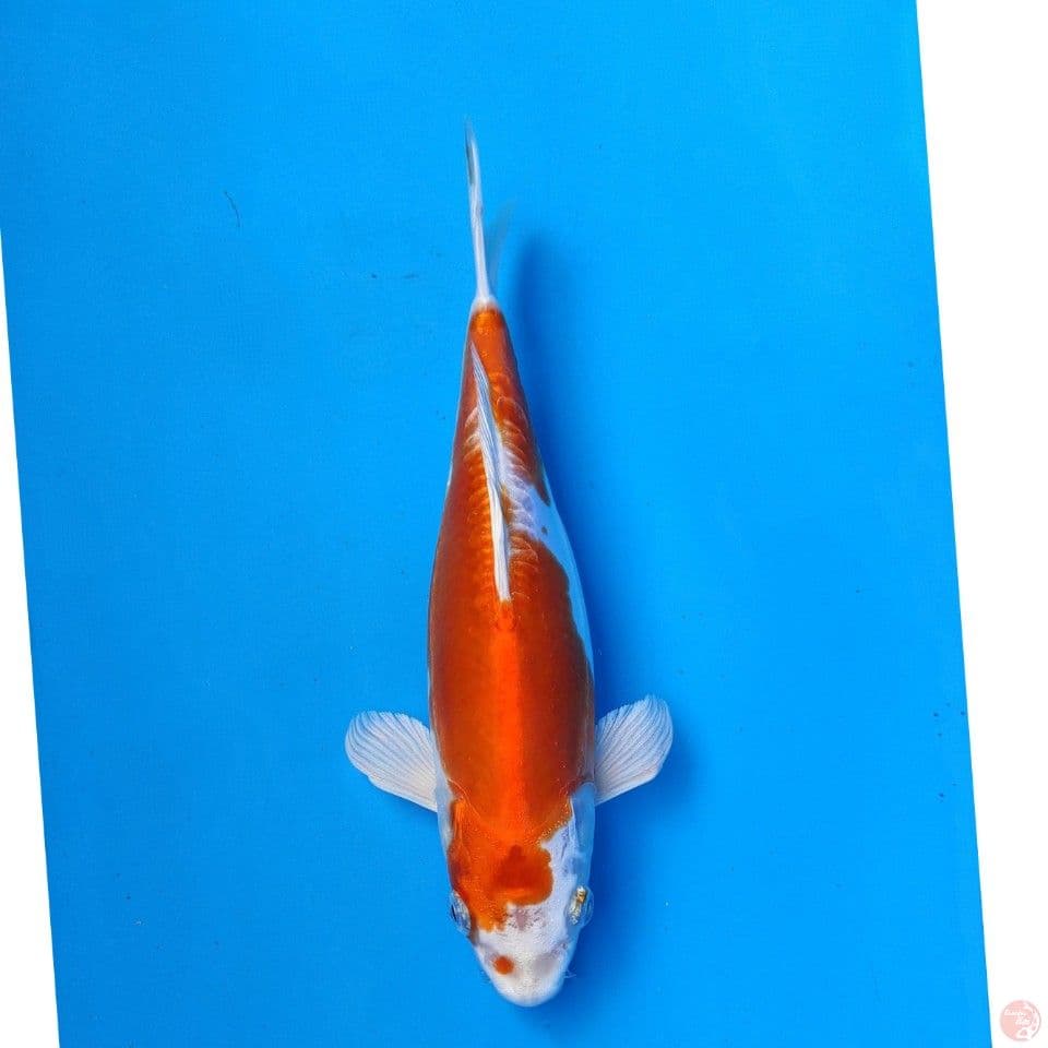 Okawa Kikushui