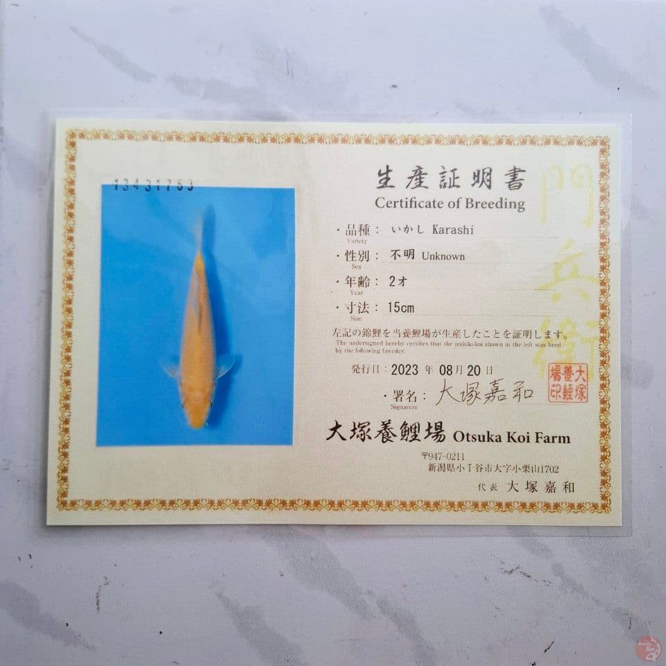 OTSUKA KARASHI 35CM IMPORT SERTIFIKAT