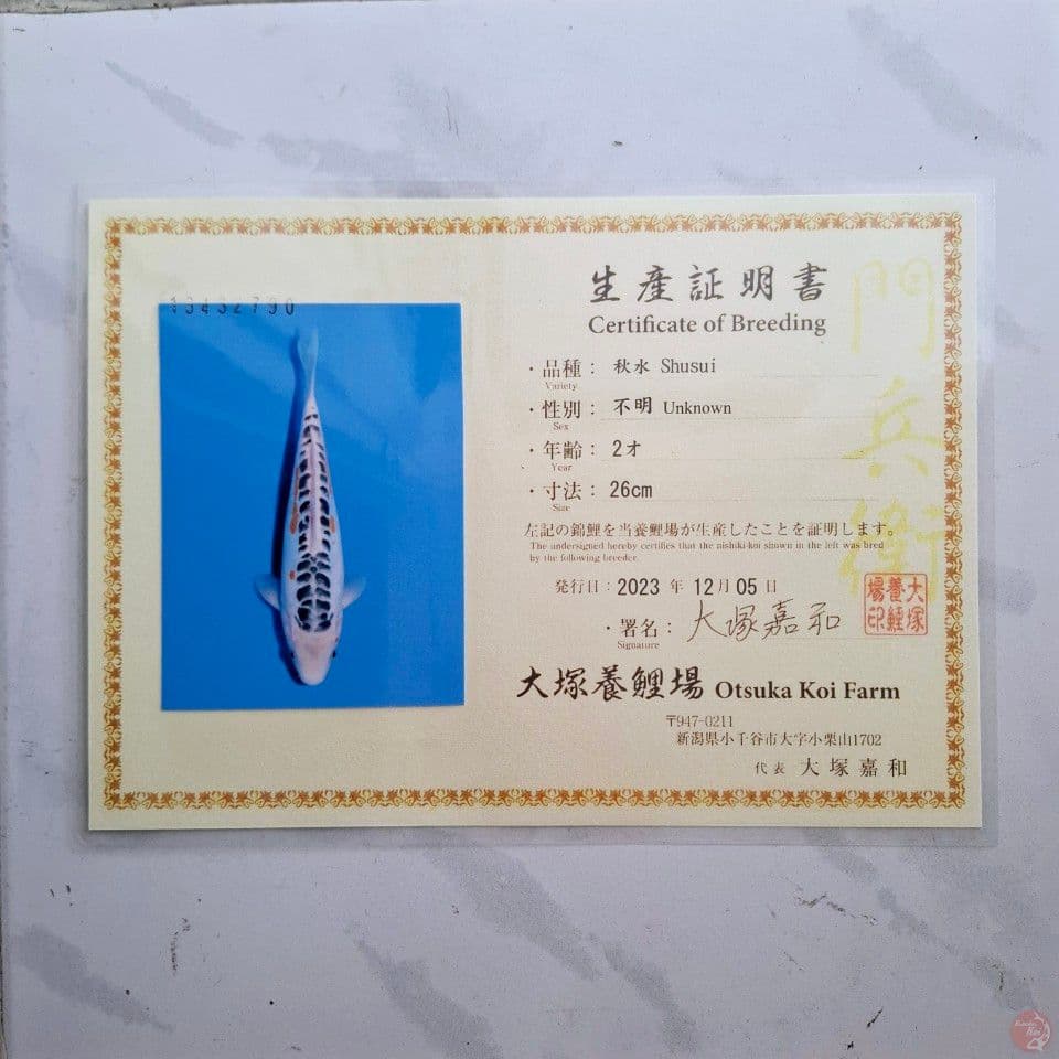 OTSUKA SHUSUI 40CM SERTI