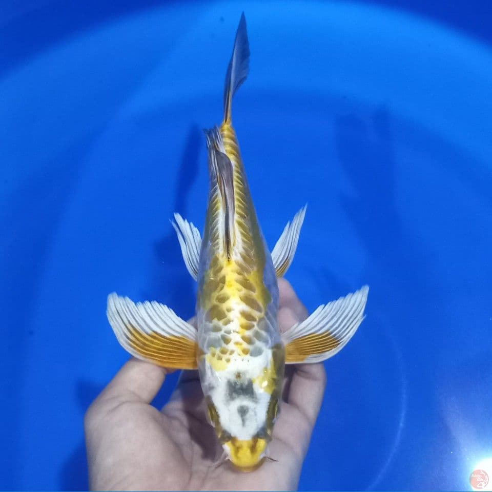 KUMPAY ARAGOKE 24CM MALE