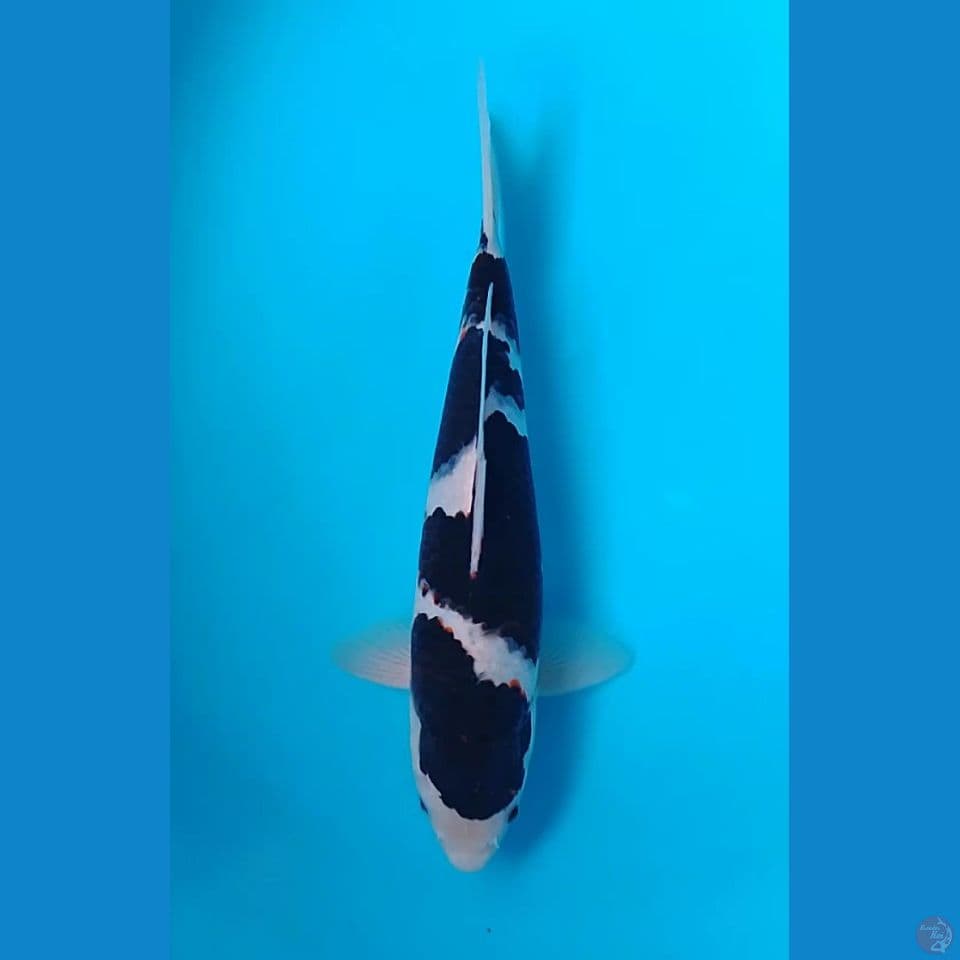 bodo goromo 34cm