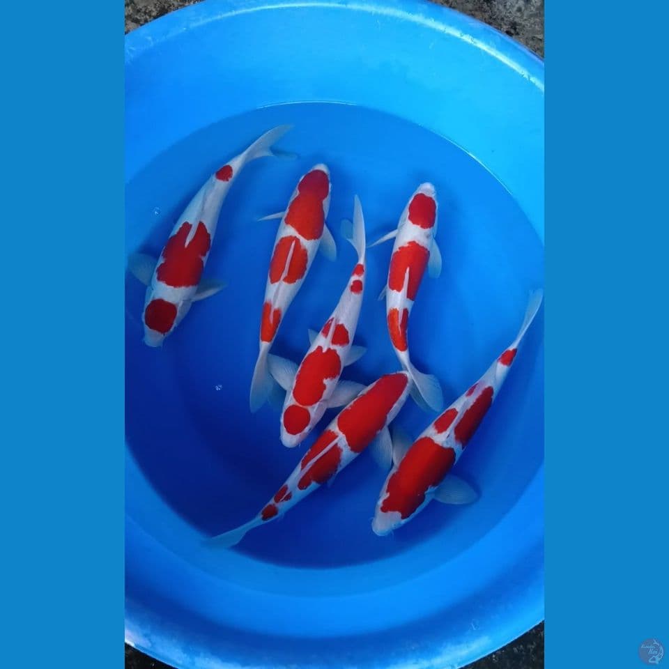 kohaku 6 ekor
