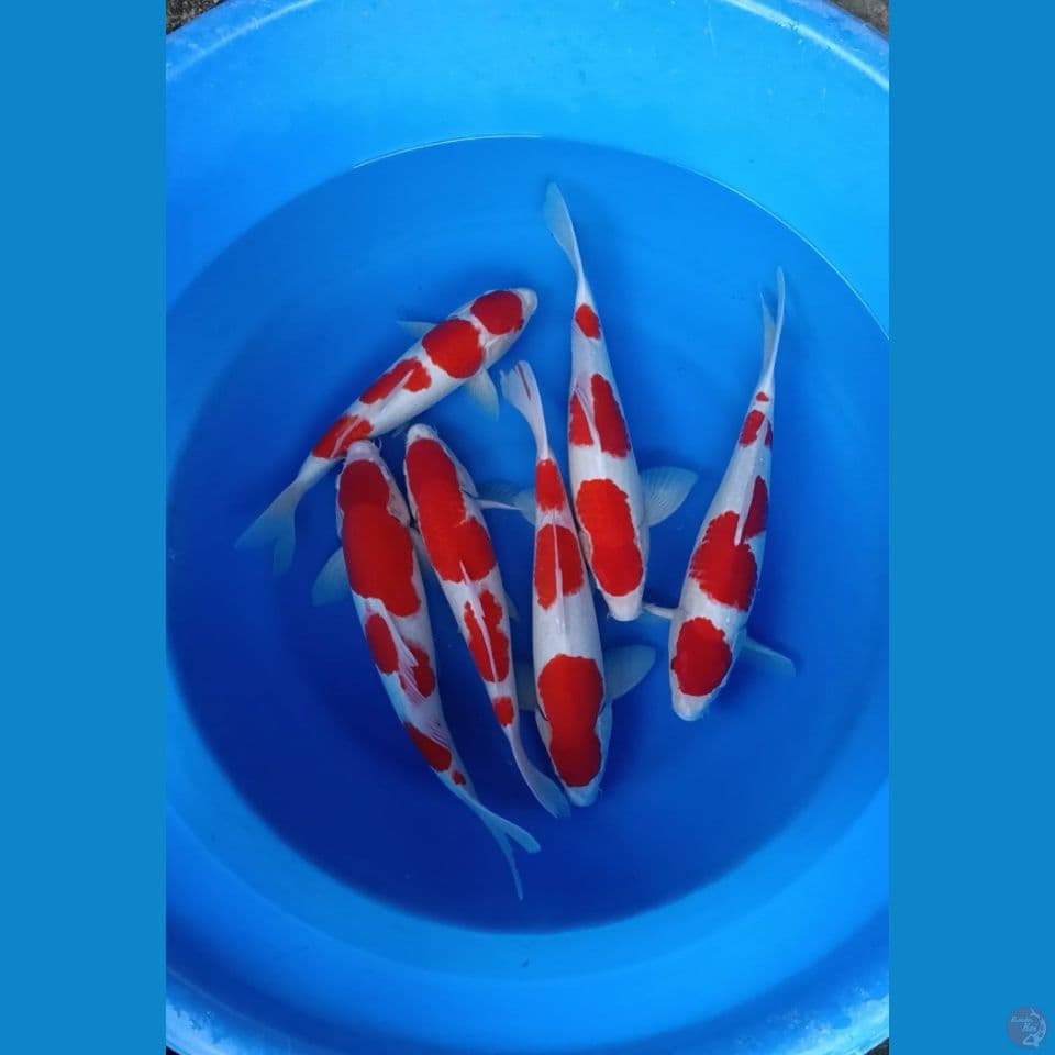 Kohaku 6 ekor