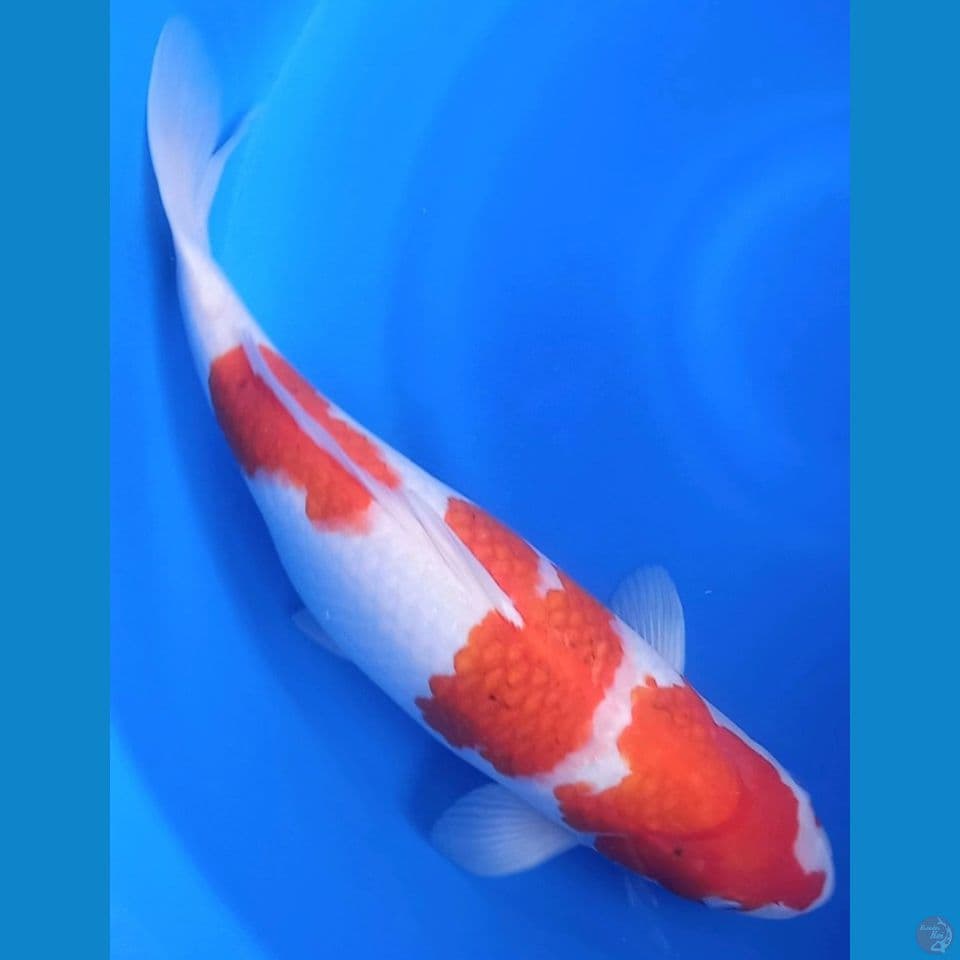 AIGOROMO 46CM