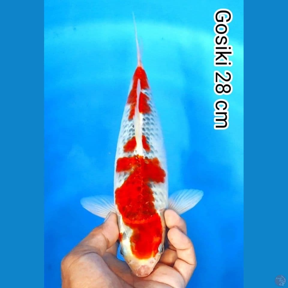 gosiki 28cm
