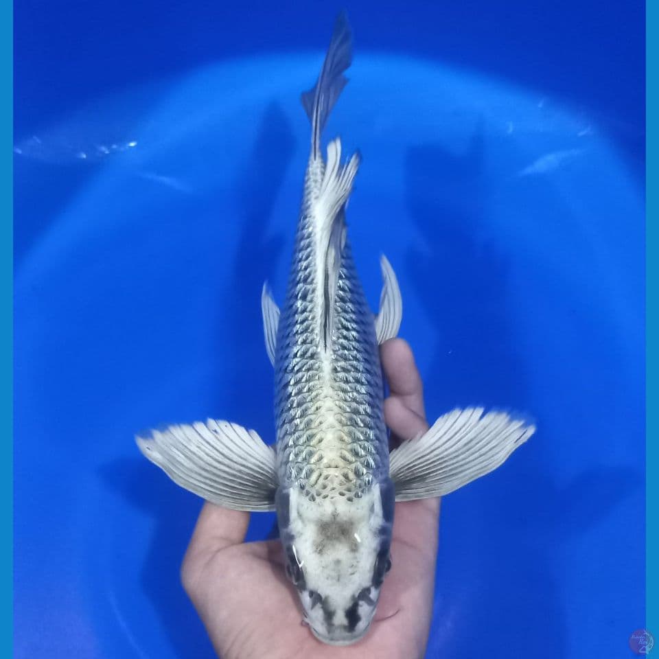 KUMPAY MUKASHI GINRIN 30CM