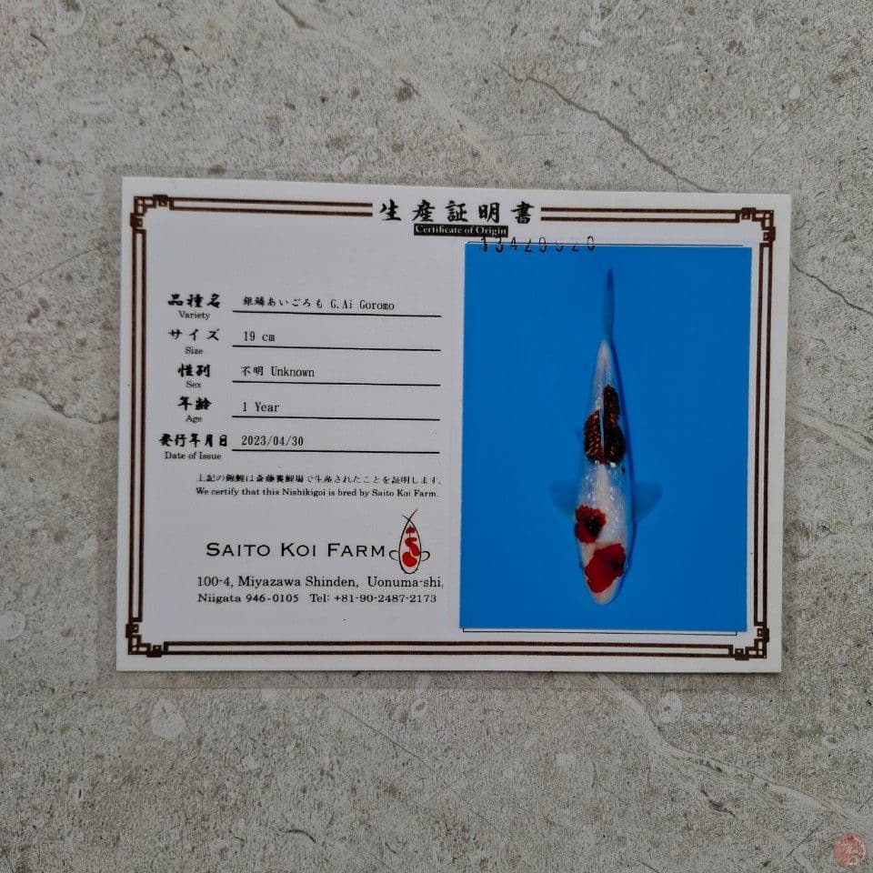 SAITO AI GOROMO GINRIN 38CM SERTI