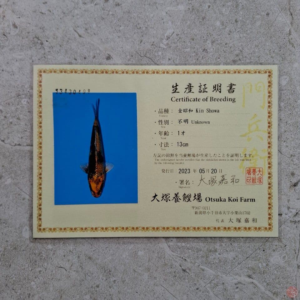 OTSUKA KIN SHOWA 27CM SERTI