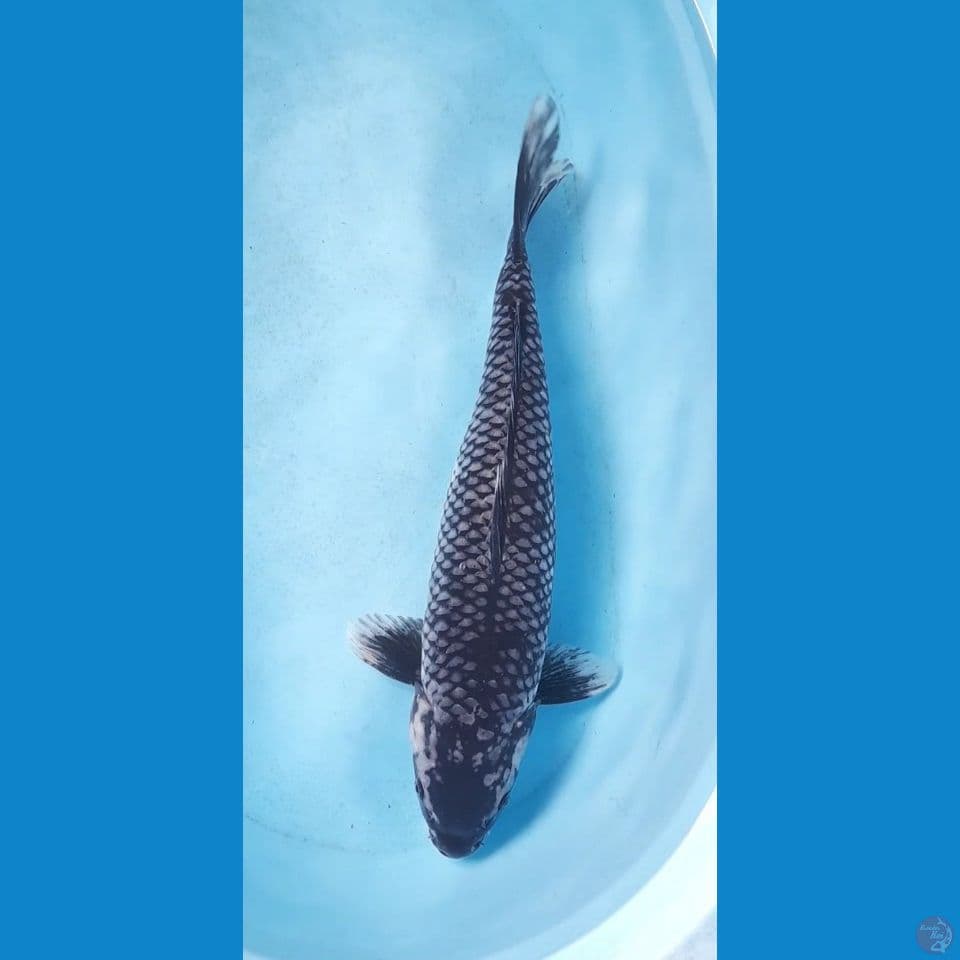 antik 52 cm