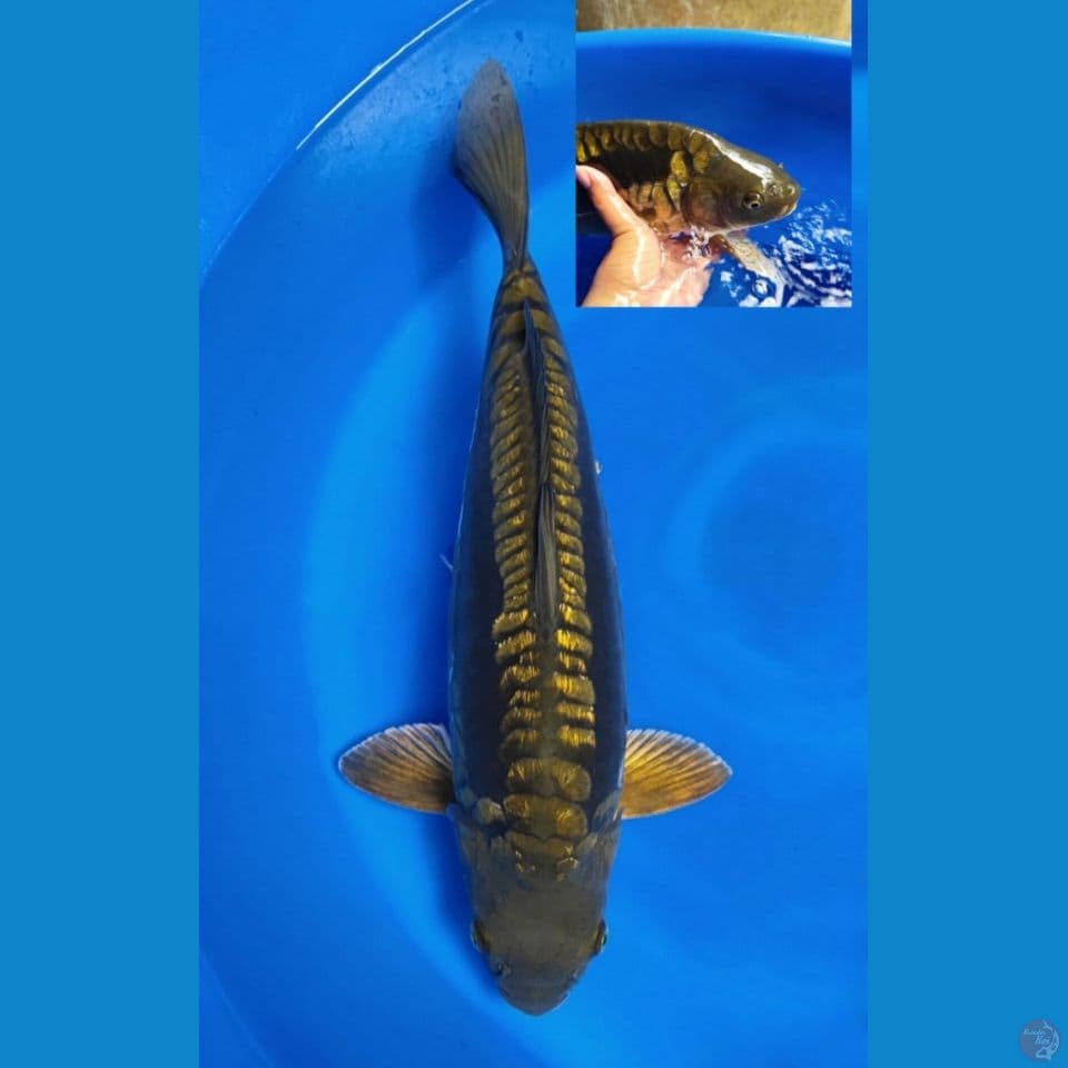aragoke 50 cm male