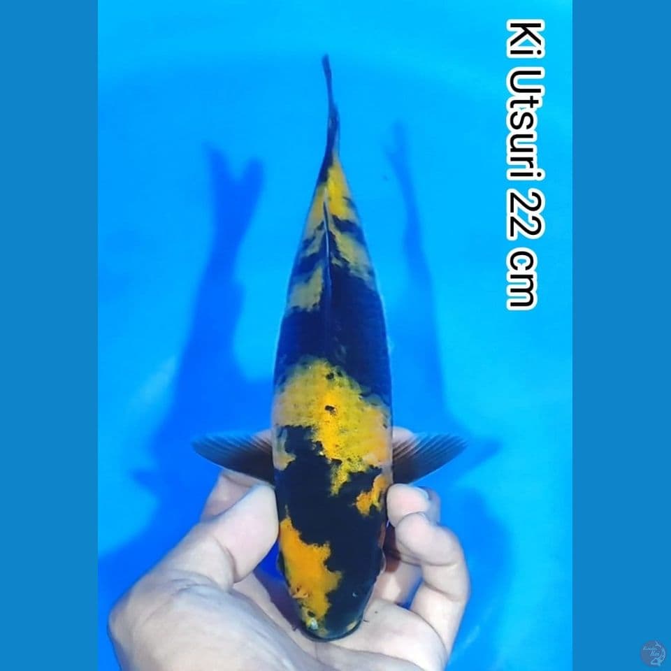 ki utsuri 22cm