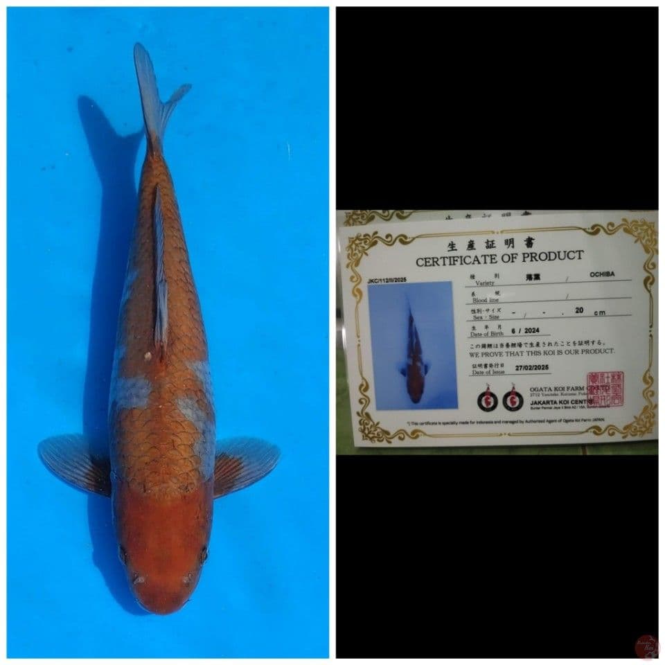 Ogata Ochiba