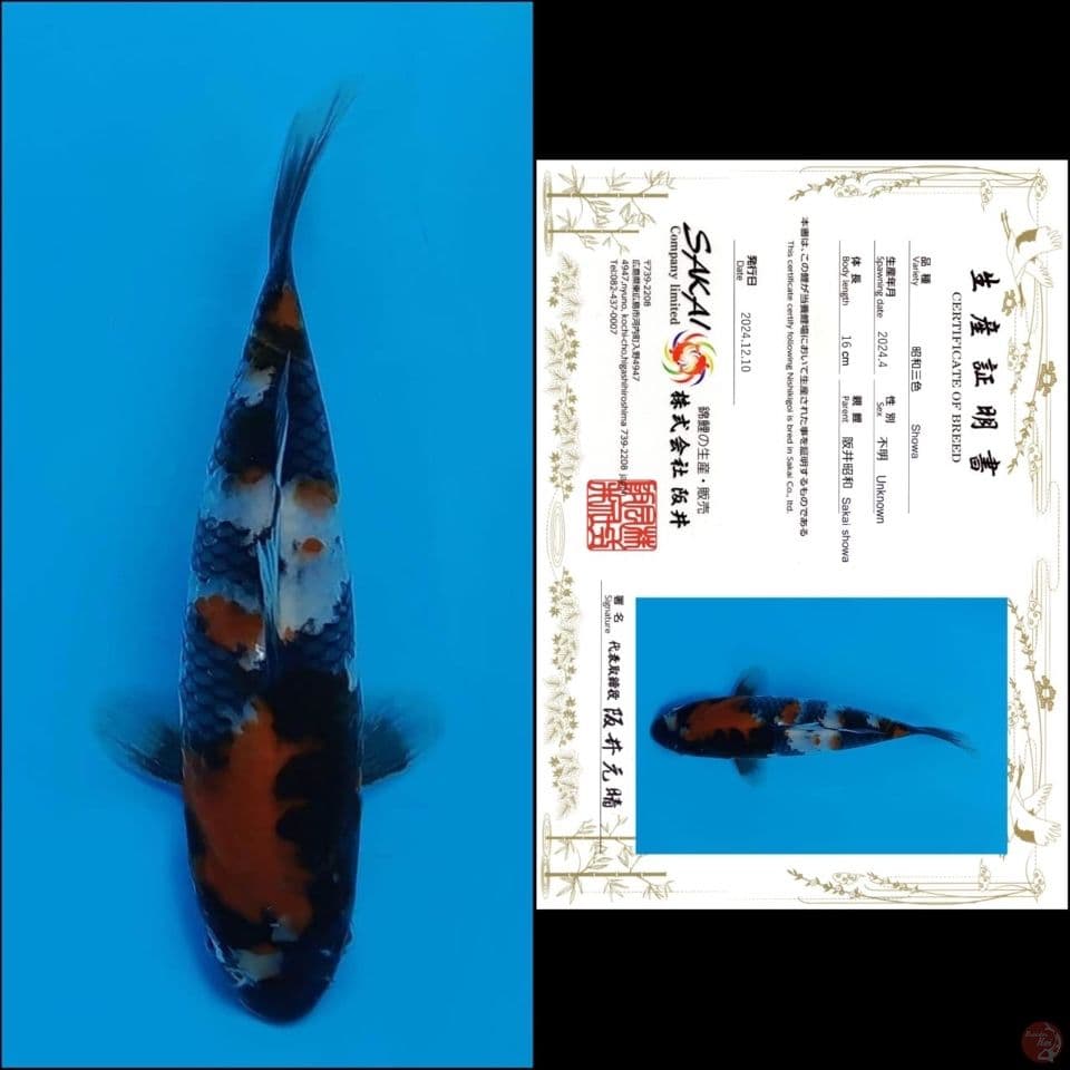 16cm - Showa Import