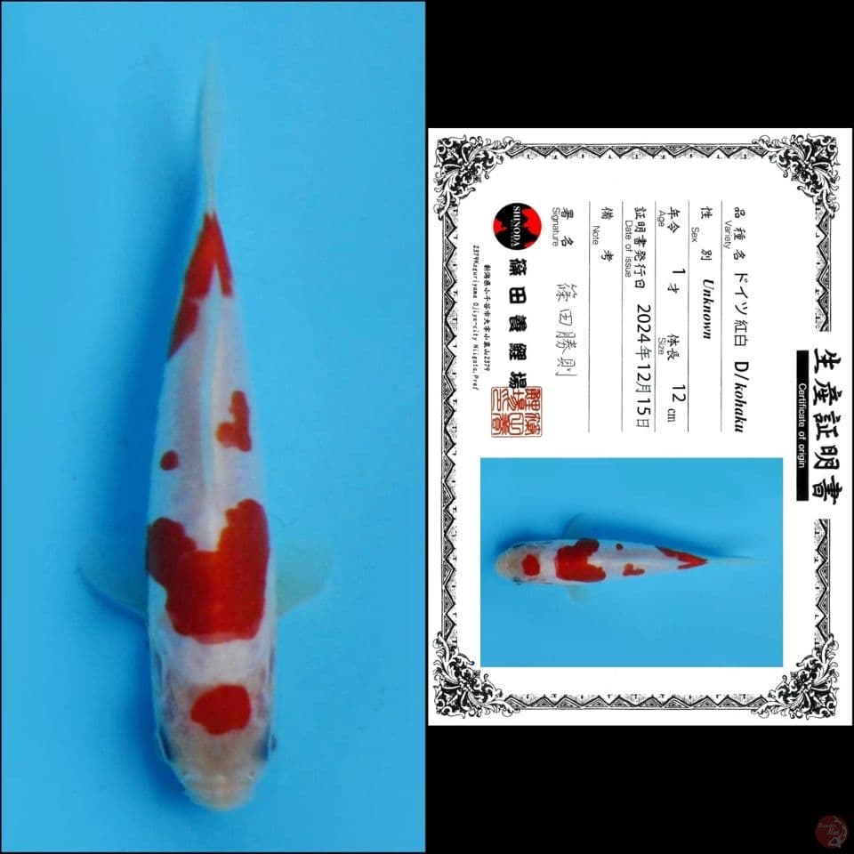 12cm - Kohaku Doitsu import