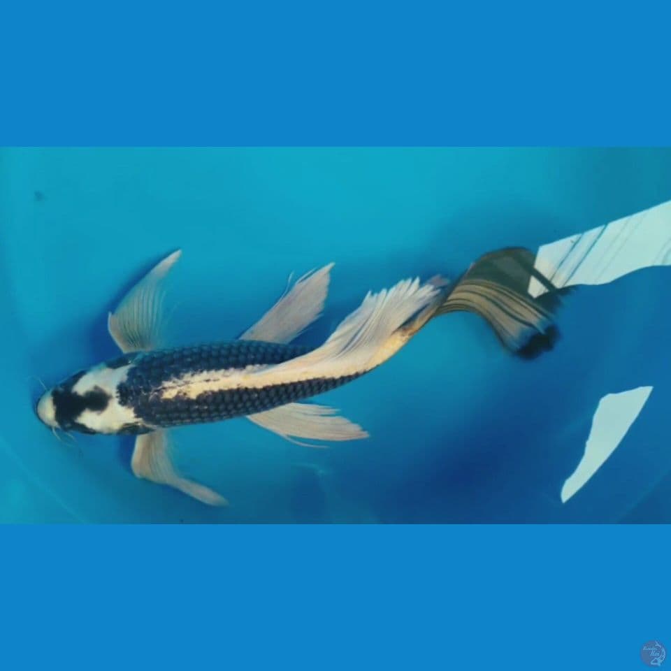 kabuto kumpay 50 cm