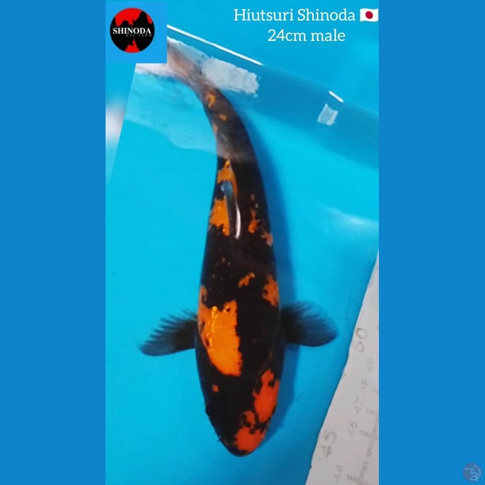 hiutsuri Shinoda ???????? 24cm + bonus