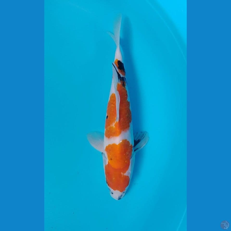 showa 32cm