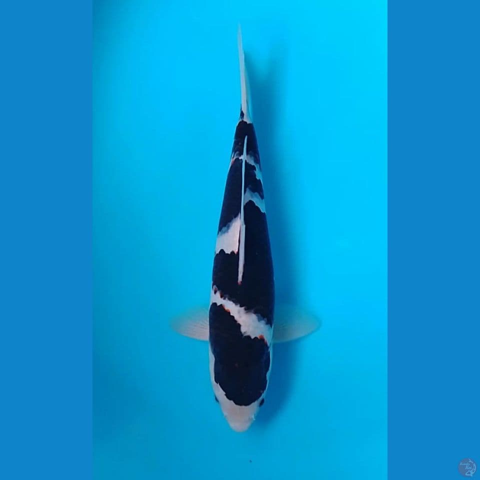 bodo goromo 34cm