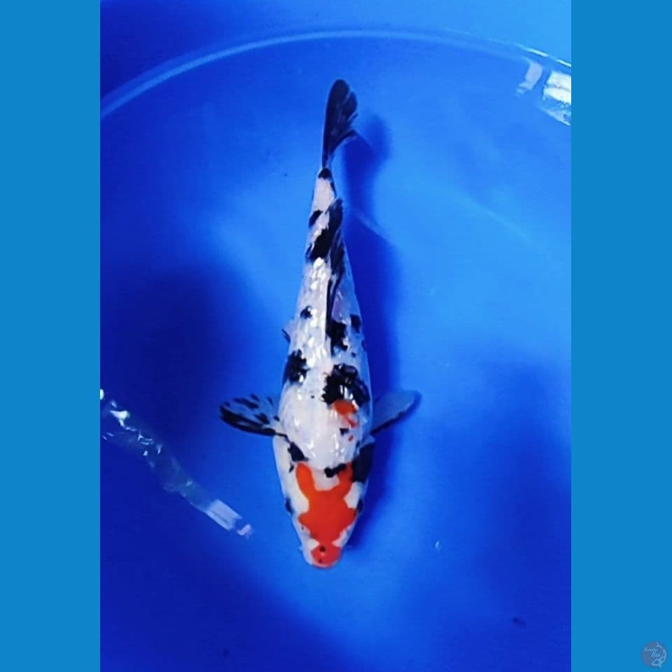 Tancho sanke ginrin unik 27cm