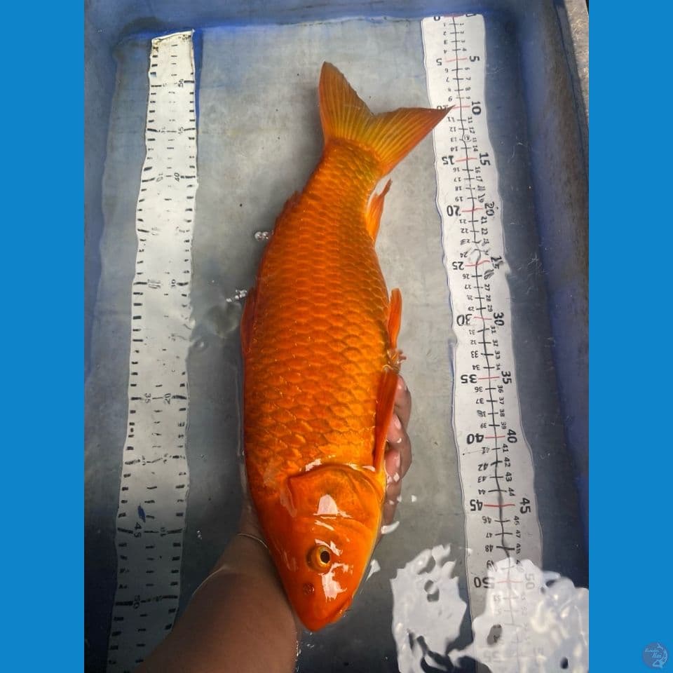 chagoi 43 cm