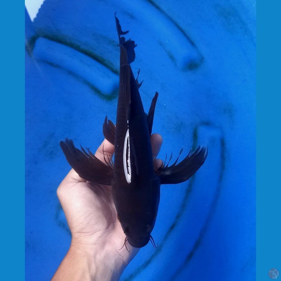 KARASHU KUMPAY 32CM MALE