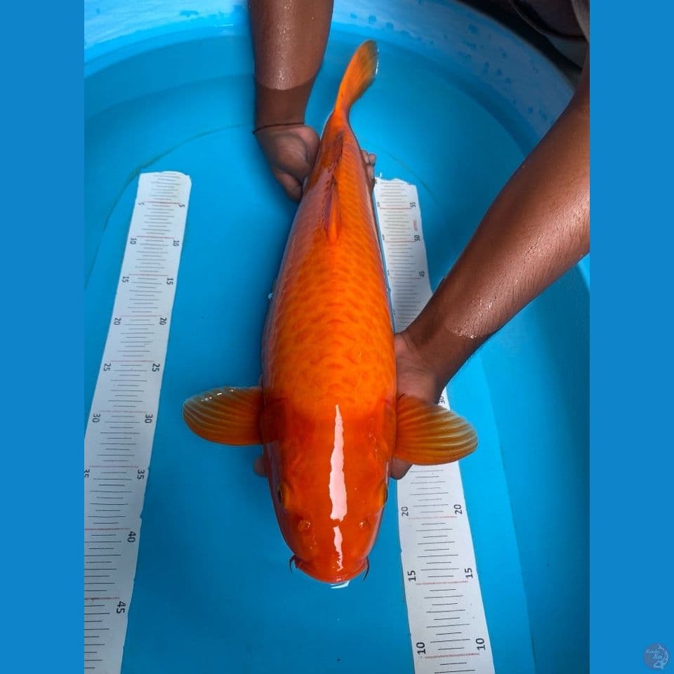 red karashi jumbo punuk 57 cm