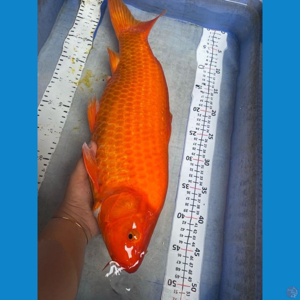 karashi red 47 cm