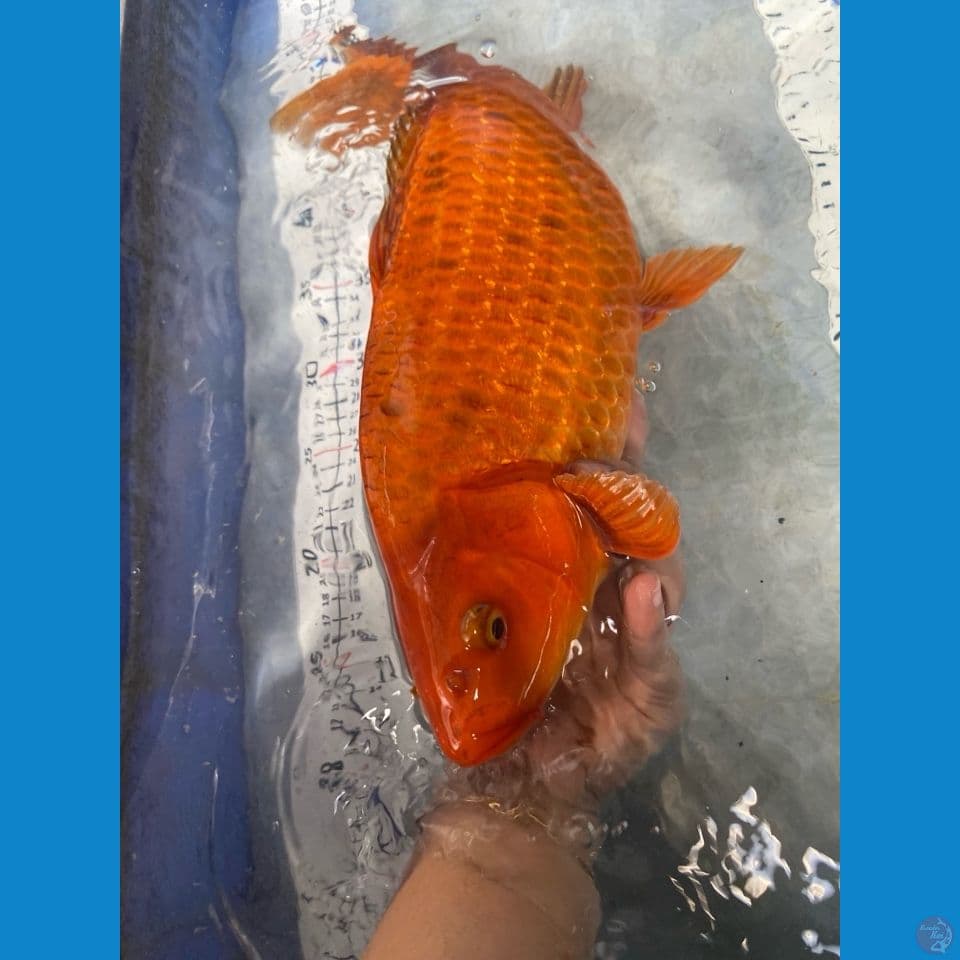 caramel chagoi ginrin 45 cm