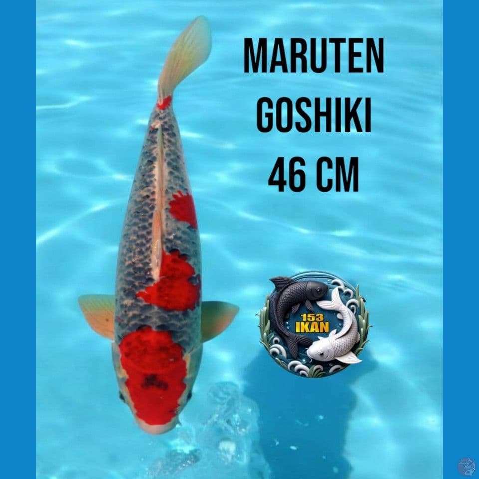 Marutenn Goshiki