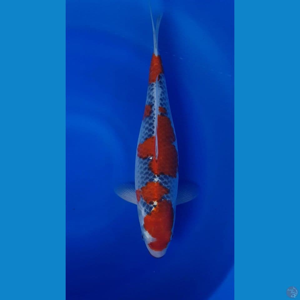 GOSHIKI RESENG 38cm