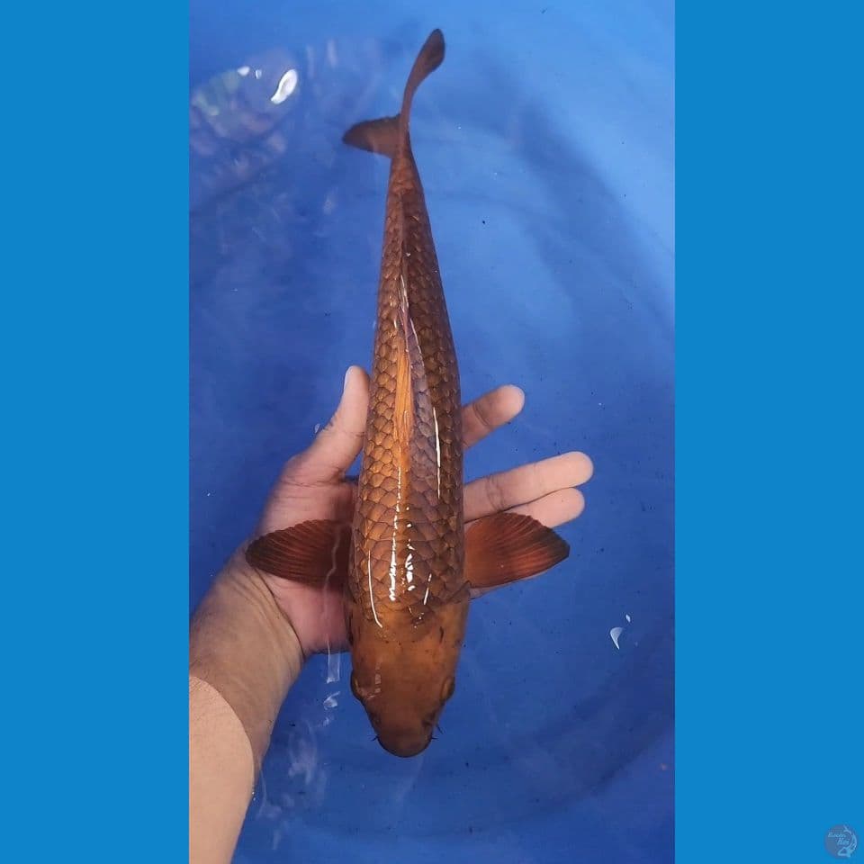 37cm caramel