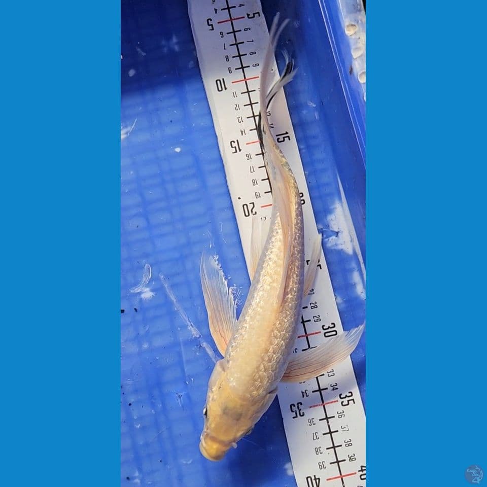 34cm platinum kumpay ginrin