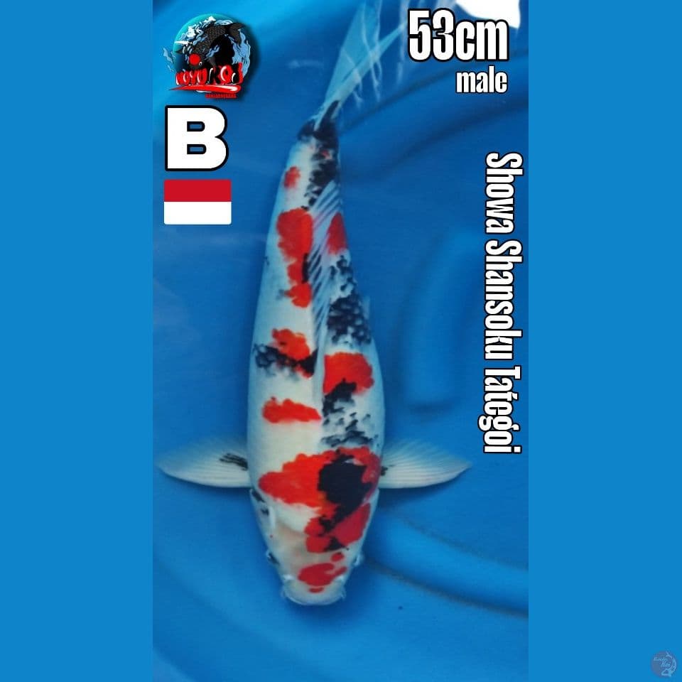 53 cm Showa shansoku Tategoi breed Jumbo AKF