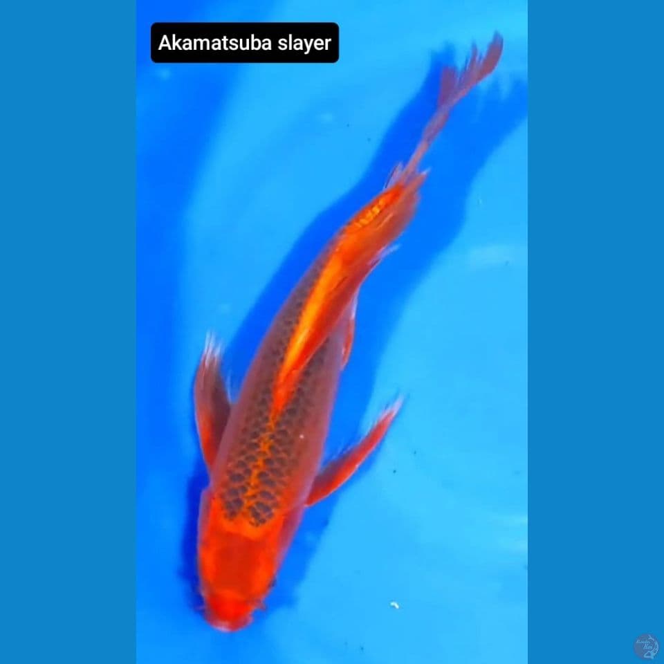 aka matsuba seleyer 37cm