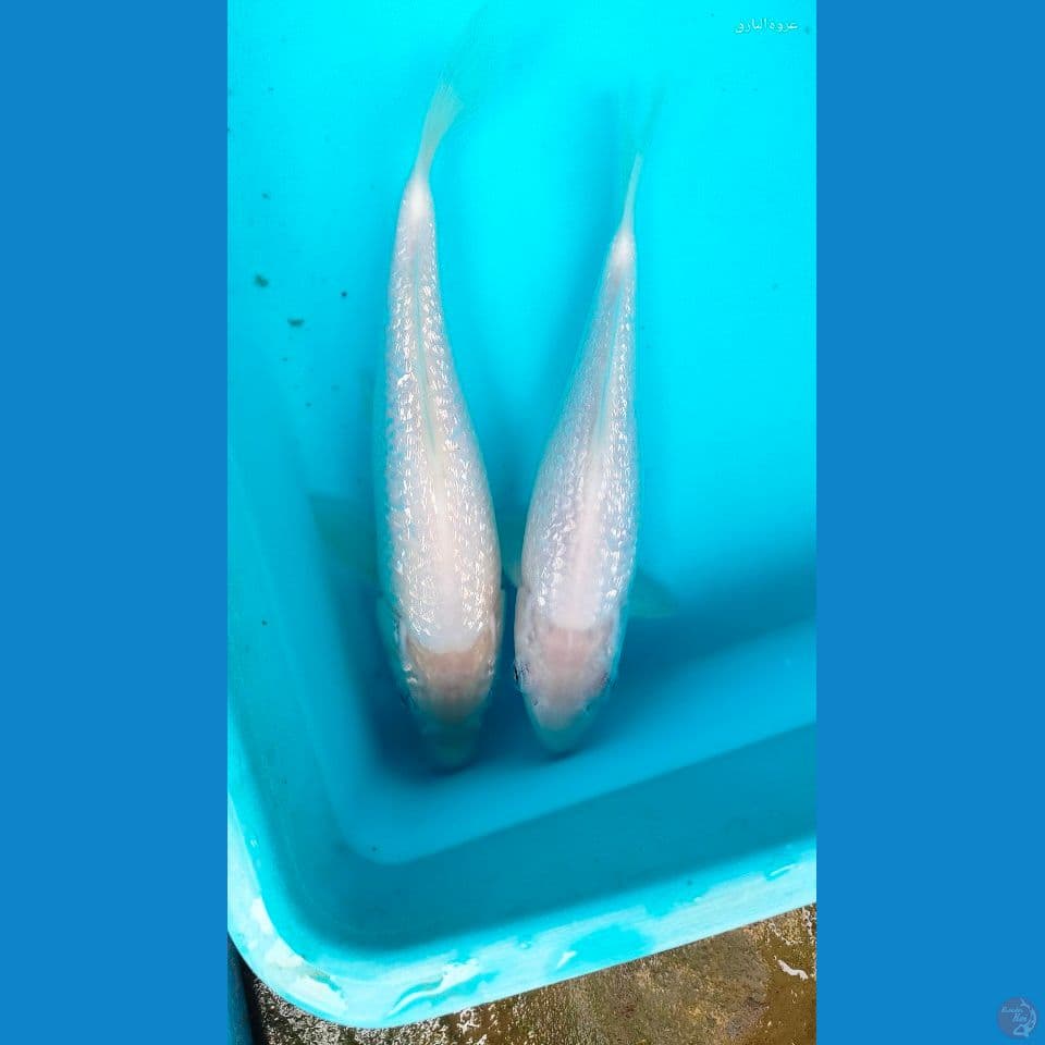 shiromigi ginrin 20-23 cm
