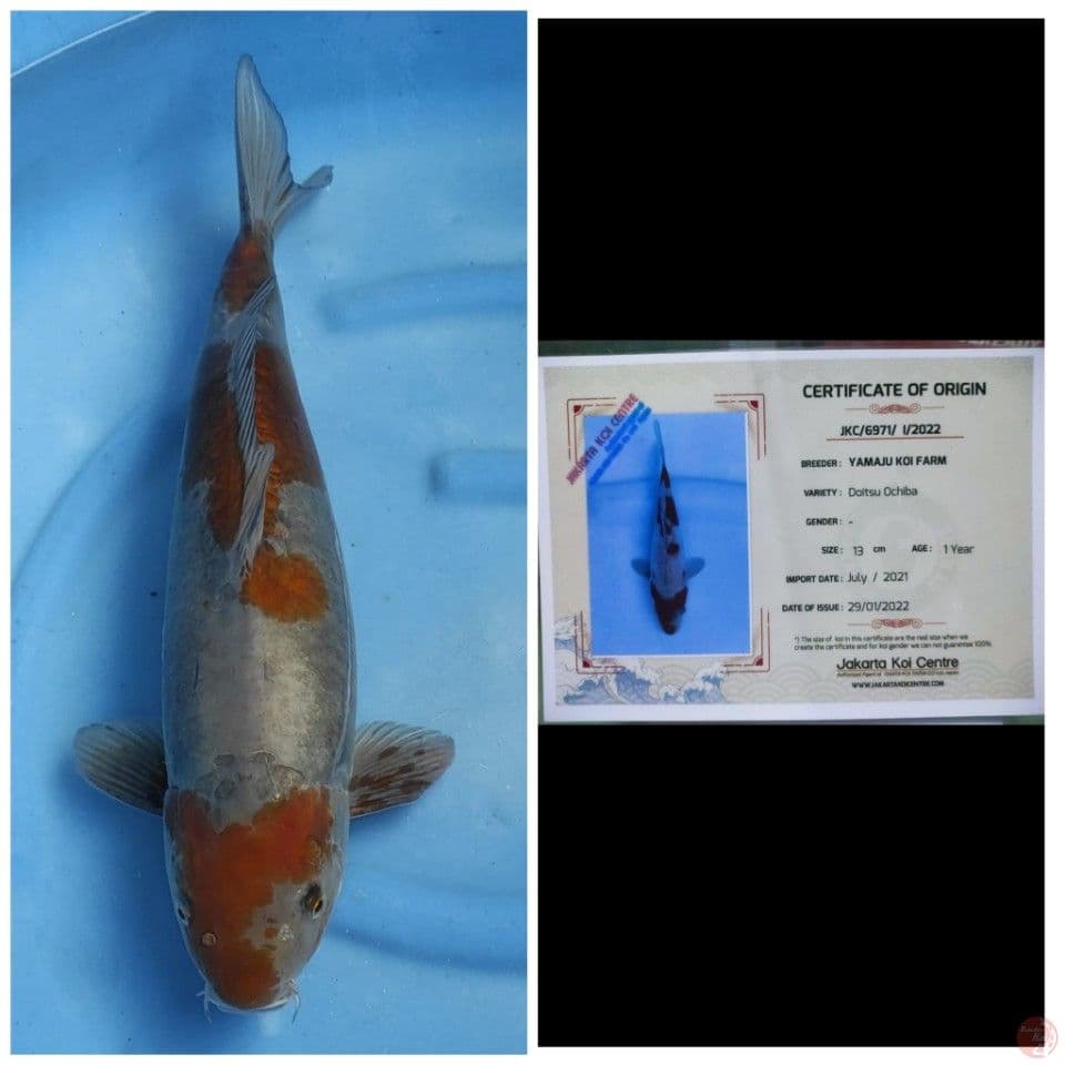 Jumbo Ochiba Yamaju